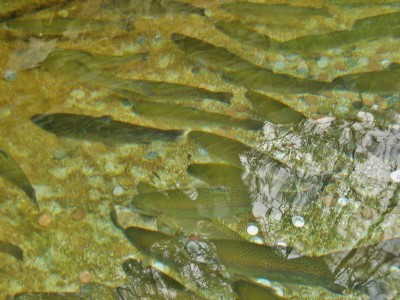 Restoran Zdrava voda Jablanica 10